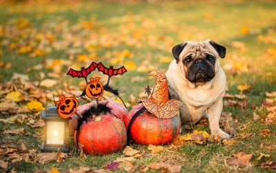 Pet-Friendly October Events in Washington, DC