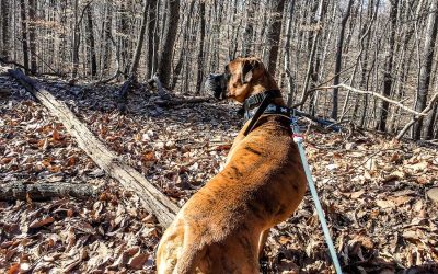 Best Places to Hike and See Fall Foliage with Dogs in the D.C. Area