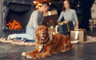 Holiday Dangers for DC Metro Area Dogs