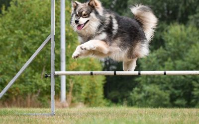5 Ways to Get Fit This Year with Your Dog