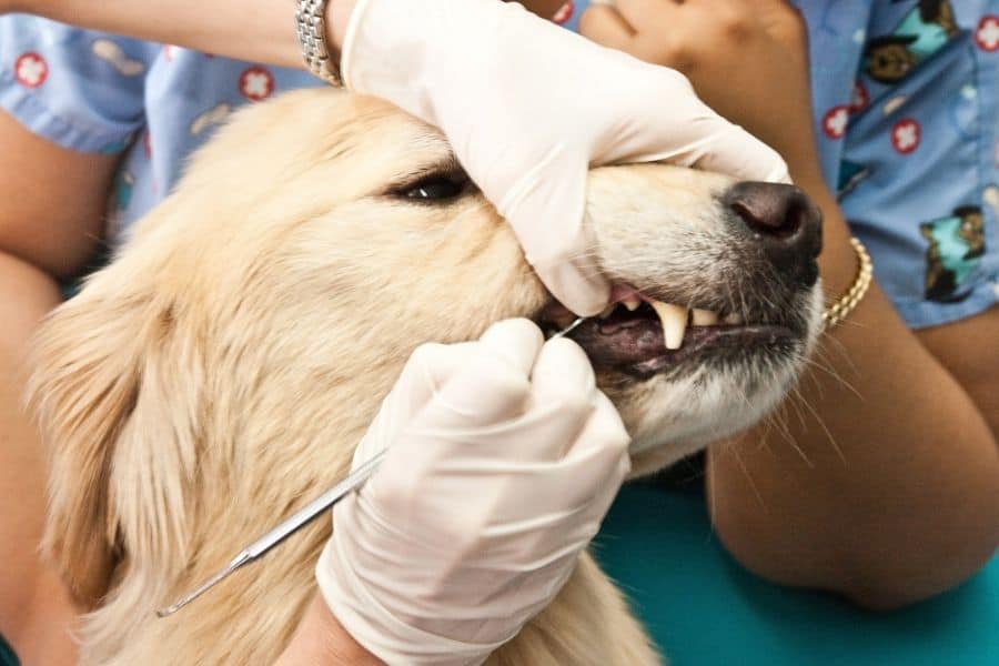 _How to Clean Your Dog’s Teeth