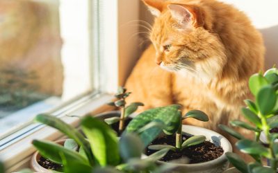 10 Houseplants to Avoid If You Have Pets