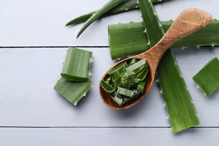 Aloe Vera 10 Houseplants to Avoid If You Have Pets