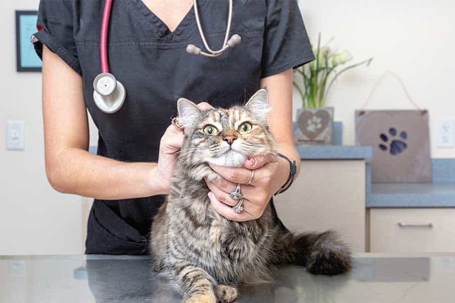 Best Veterinarians for Washington, D.C. Dogs and Cats