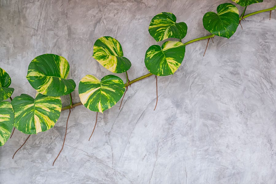 Devil's Ivy - 10 Houseplants to Avoid If You Have Pets