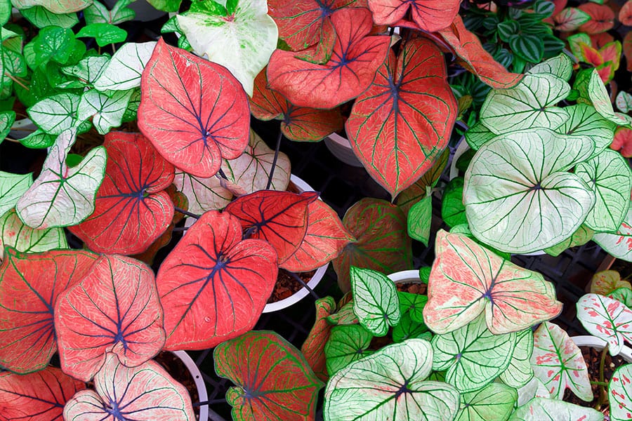 Caladium 10 Houseplants to Avoid If You Have Pets