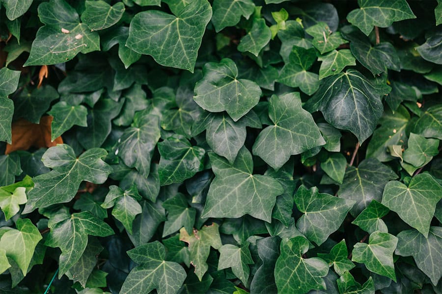 English Ivy 10 Houseplants to Avoid If You Have Pets