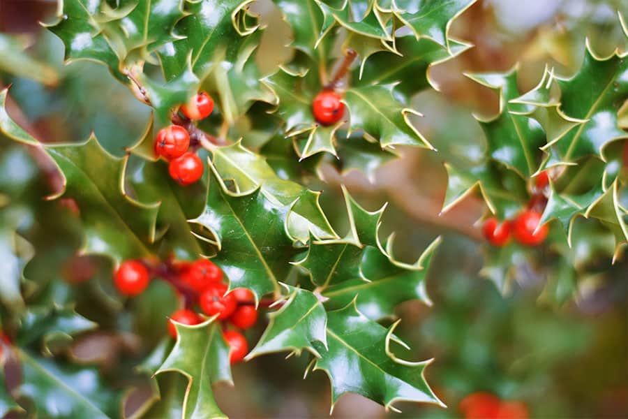 Holly - 10 Houseplants to Avoid If You Have Pets