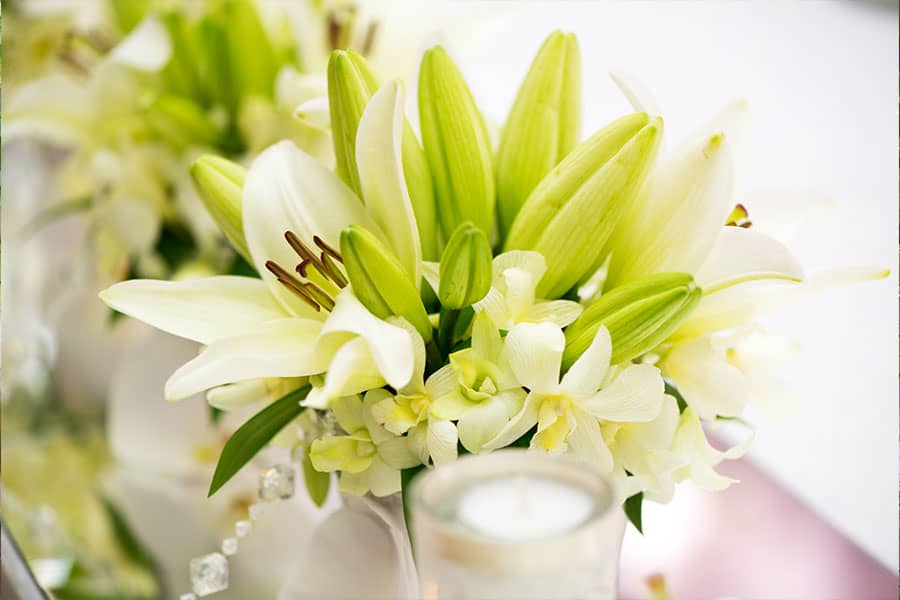 Lilies: 10 Houseplants to Avoid If You Have Pets