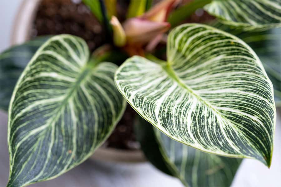 Philodendron = 10 Houseplants to Avoid If You Have Pets