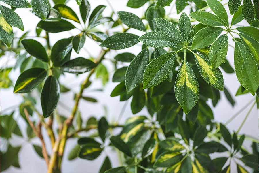 Schefflera 10 Houseplants to Avoid If You Have Pets