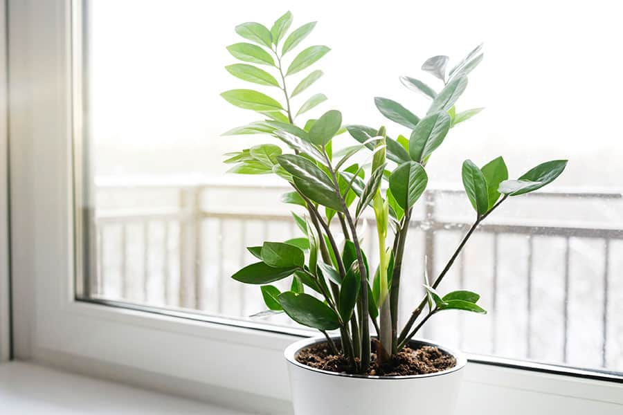 ZZ Plant 10 Houseplants to Avoid If You Have Pets