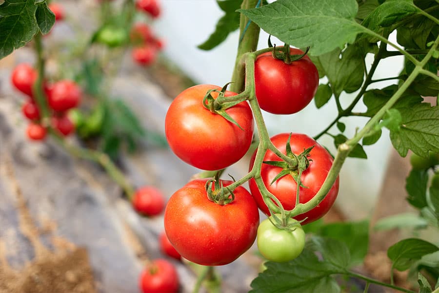 Tomato Plant 10 Houseplants to Avoid If You Have Pets