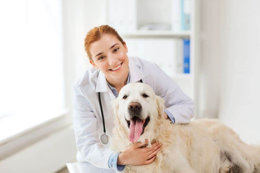 Pet Insurance & Other Options