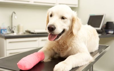 Pros & Cons of Pet Insurance & Other Options