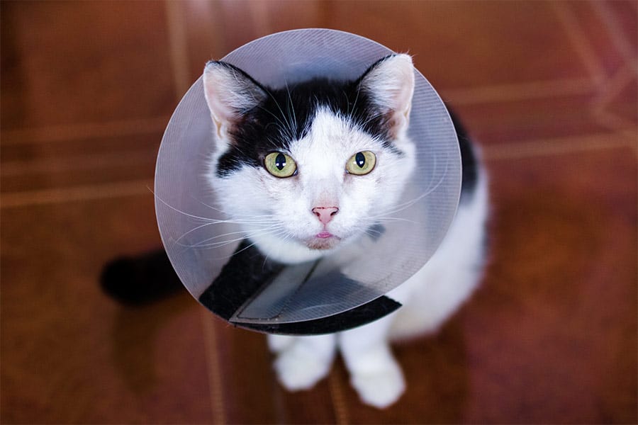 Pros & Cons of Pet Insurance & Other Options Dogs and Cats