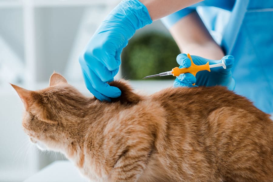 The Microchipping Procedure
