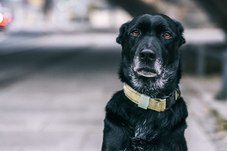 What to Do if Your Pet is Lost in Washington, D.C.