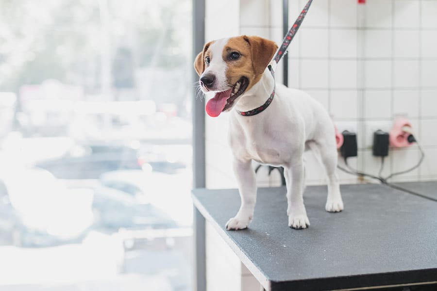 Washington DC Dog Groomers