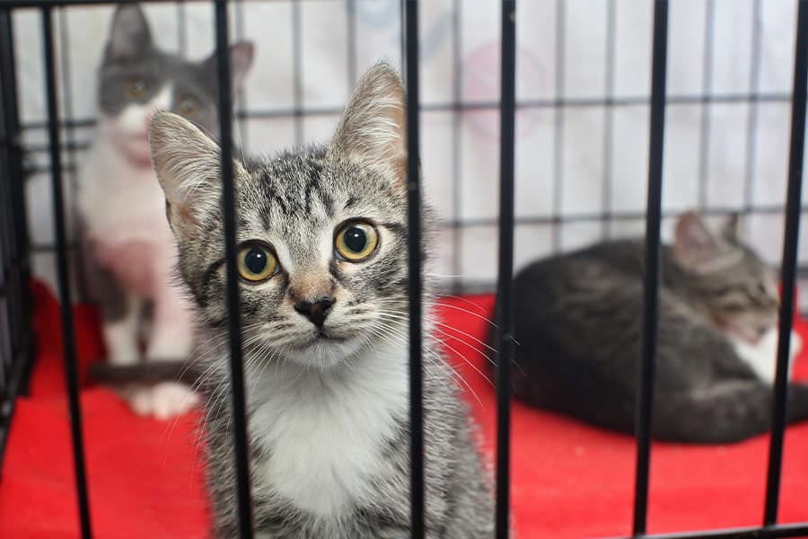 Pros & Cons of Adopting a Shelter Cat in Washington, DC