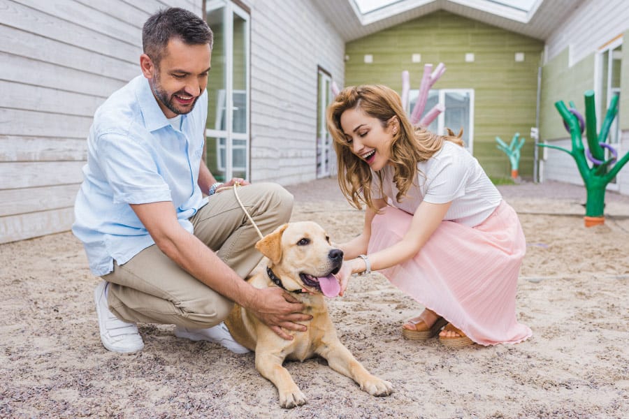 Pros & Cons of Adopting a Shelter Dog in Washington, DC
