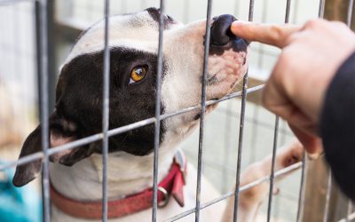 Pros & Cons of Adopting a Shelter Pet in Washington, DC
