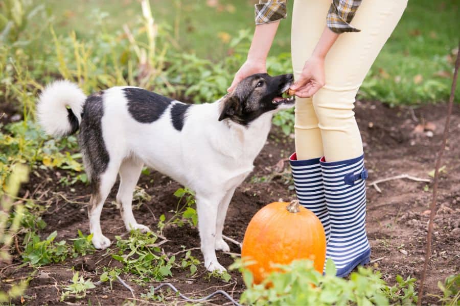 Health Benefits of Pumpkin for Dogs