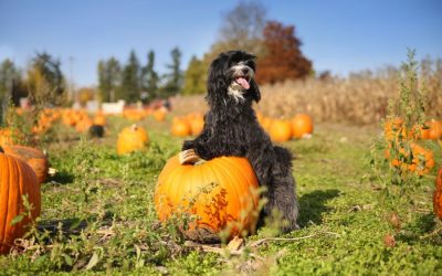 Health Benefits of Pumpkin for Dogs & How to Include It in Their Diet