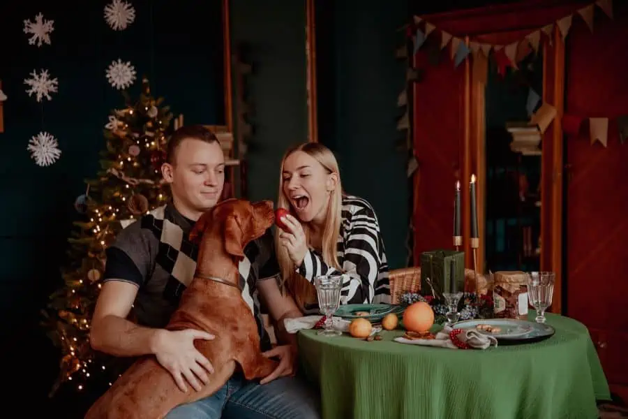 Foods Your Pets Should Not Eat This Christmas