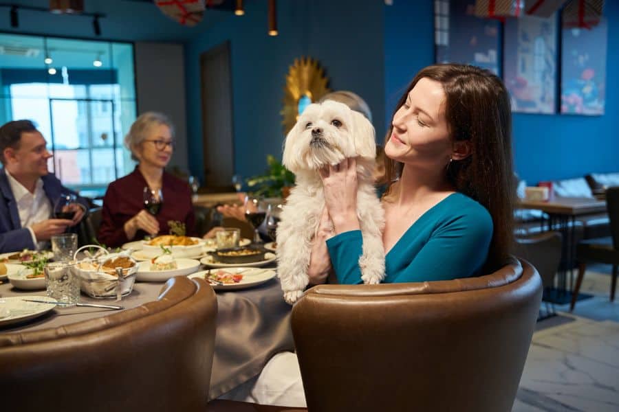 Your Pets Should Not Eat This Christmas