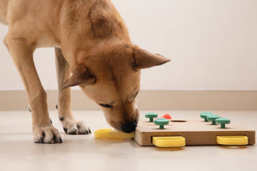 Creative Ways to Keep Your Pup Active When Temps Drop