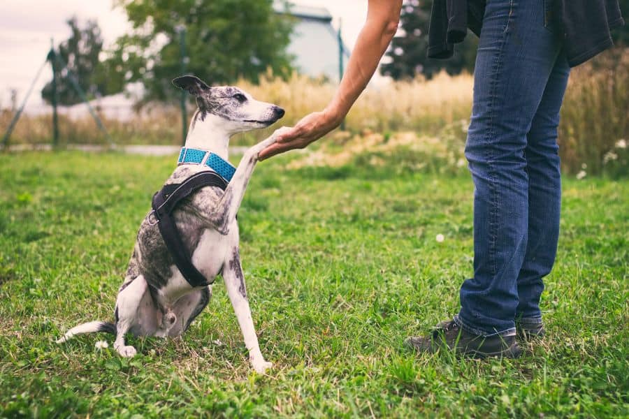 Dog Trainers in the Washington, DC