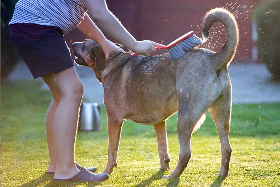 wash the dog - Spring Cleaning Tips for Homes with Pets