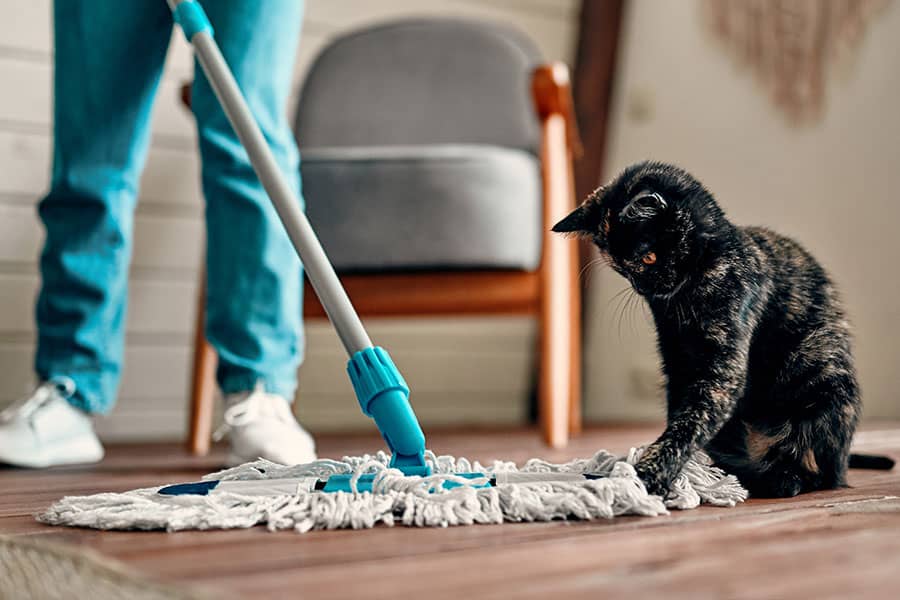 Spring Cleaning Tips for Homes with Pets