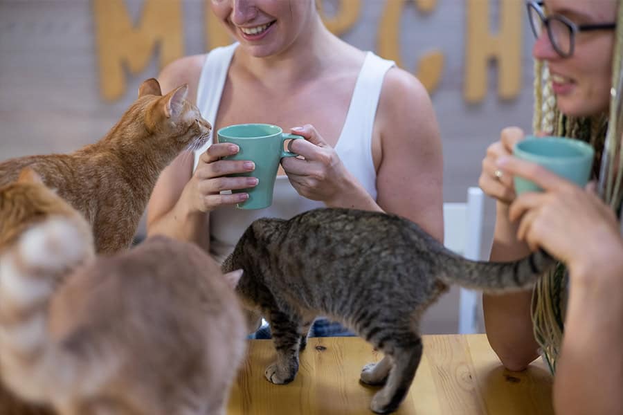 Don’t Forget the Kitties: Cat Cafes in Washington, DC