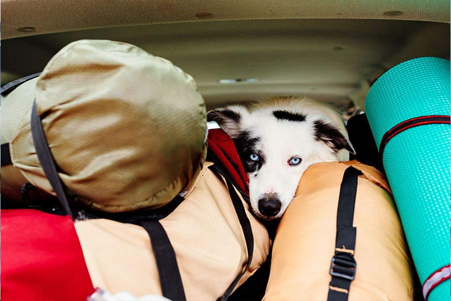 The Worst Things About Traveling with Dogs