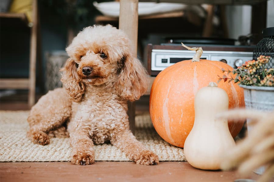 Health & Wellness: Fall Season Care Tips for Dogs
