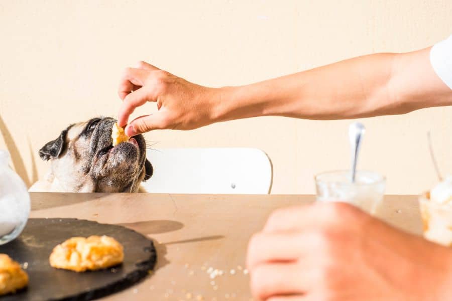 Dangerous Foods for Pets