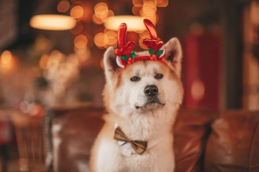 Holiday Events in Washington, DC Celebrate the Season with Your Pup!