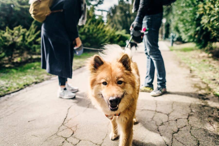 Consistent Dog Walking Enhances Your Pet’s Well-being