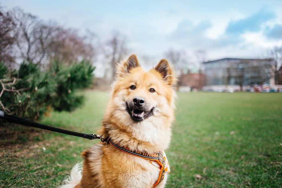 happy brown and white dog on a leash sitting on grass metro mutts Washington, DC