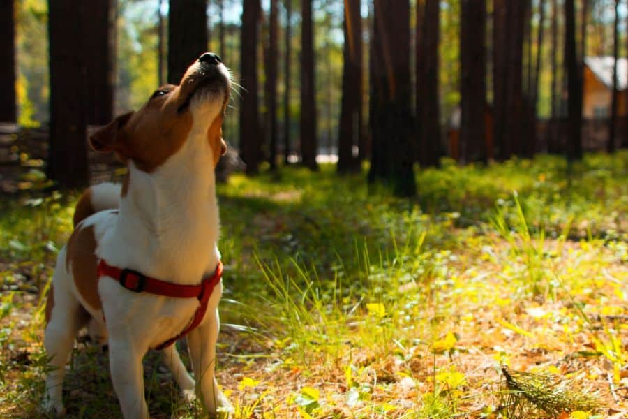 Small brown and white dog sitting in forest area looking up at the sky