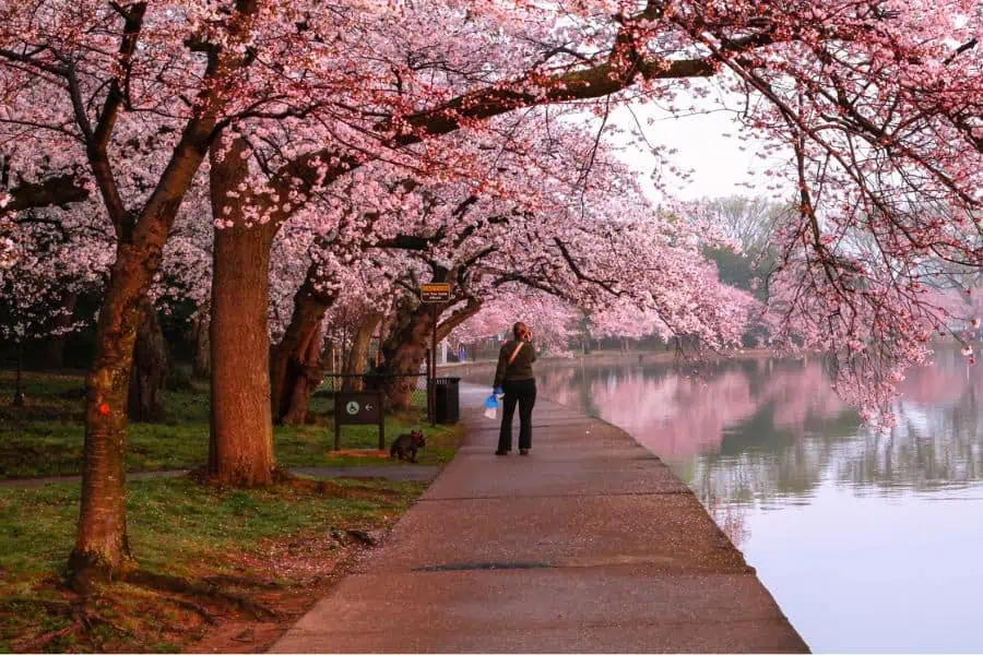 dog walking services in Washington, DC cherry blossoms