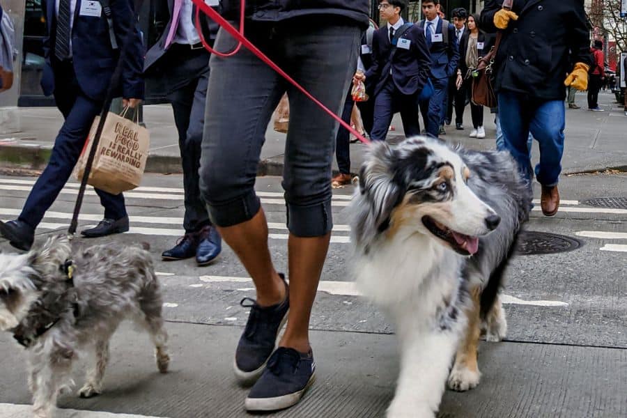 5 Urban Dog Walking Tips Every Pet Owner Should Kno crowded sidewalks