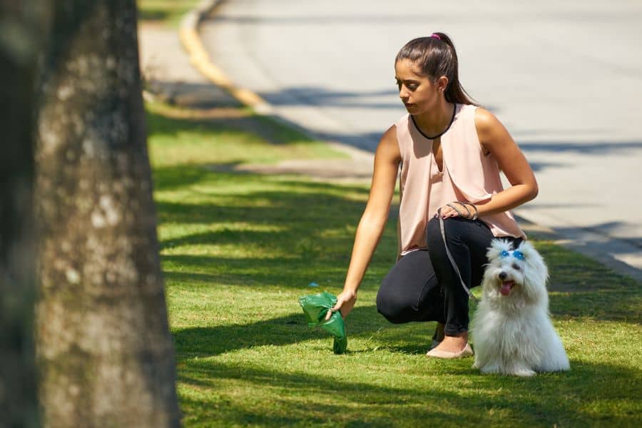 5 Urban Dog Walking Tips Every Pet Owner Should Know Water and Waste Bags