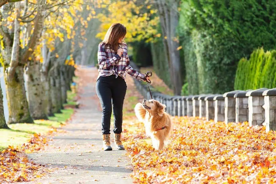 Woman with brown hair walking dog in fall leaves showcasing dog walking services