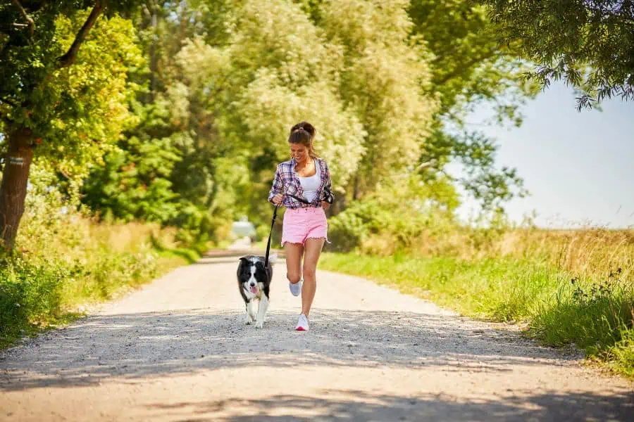 Seasonal Dog Walking Tips: Keeping Your Pet Safe Year-Round