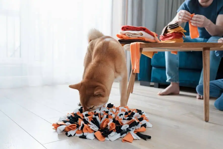 Products and Toys to Keep Your Dog Mentally Stimulated While You’re at Work