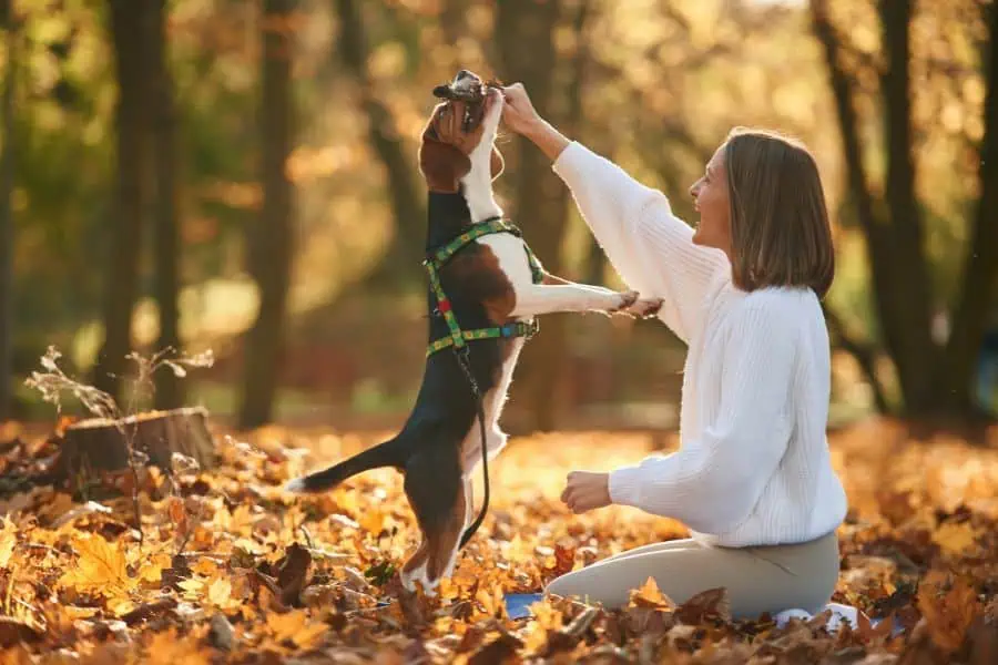 Things to Do This Fall with Your Dog in Washington, DC