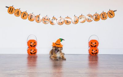 6 Easy DIY Pet Halloween Costumes for Washington, DC Dogs